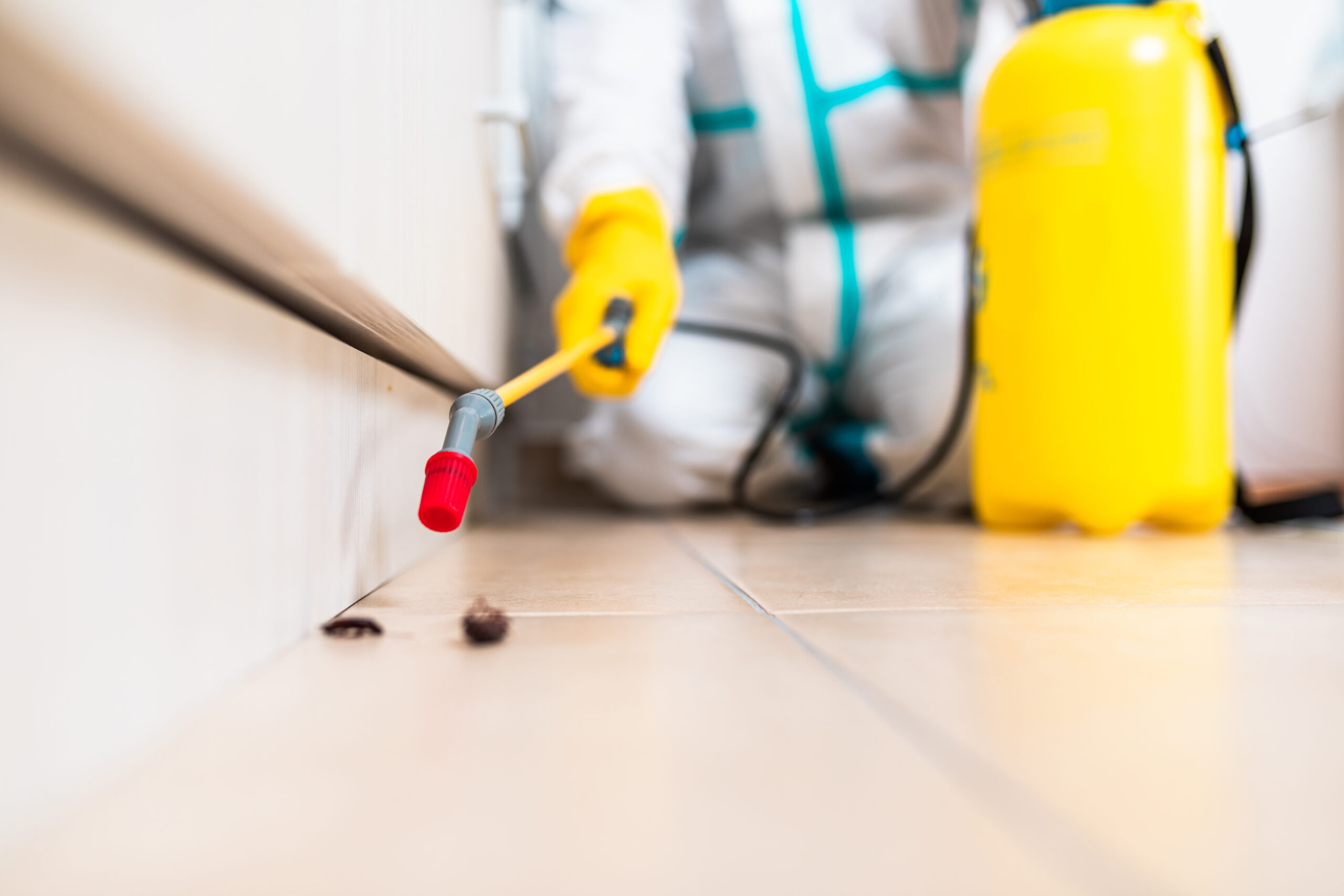 Denton, Texas Cockroaches Technician